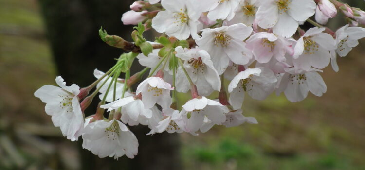 桜　花言葉