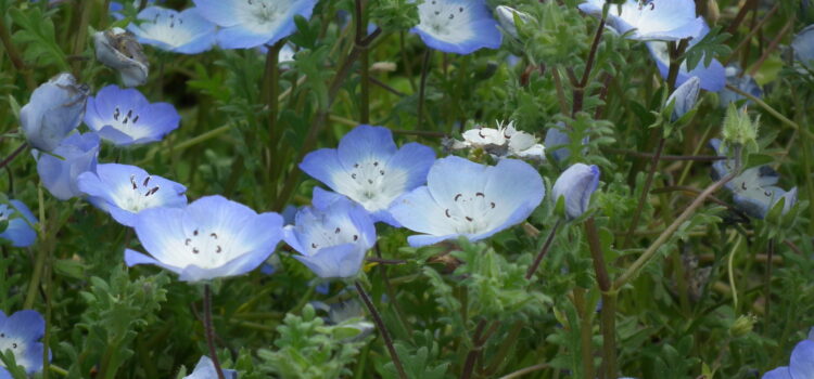 ネモフィラ 花言葉