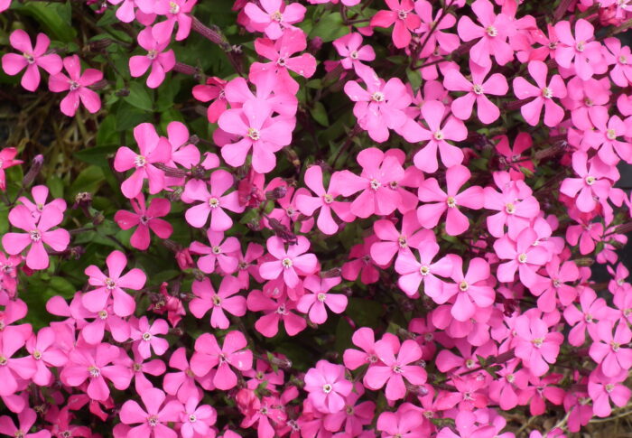 シバザクラ　花言葉