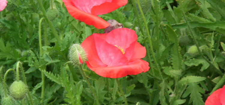 ヒナゲシ　花言葉