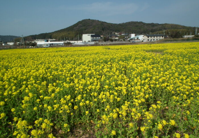 菜の花 花言葉