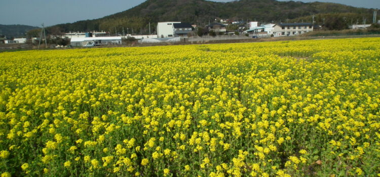 菜の花 花言葉
