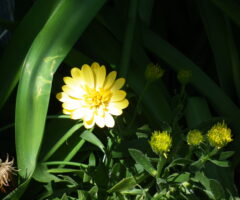 ヒメリュウキンカ 花言葉