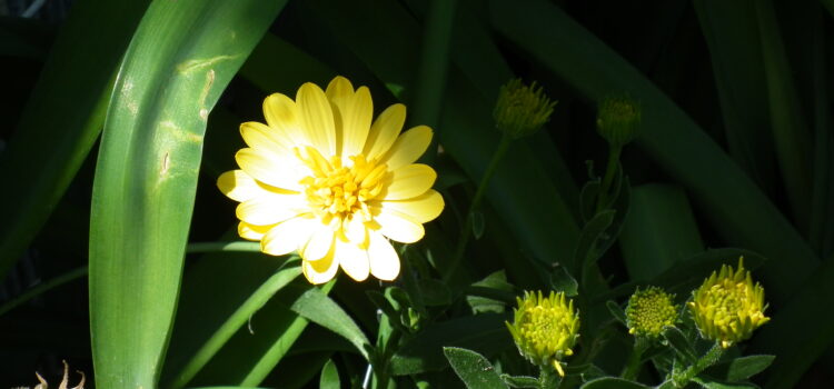 ヒメリュウキンカ 花言葉