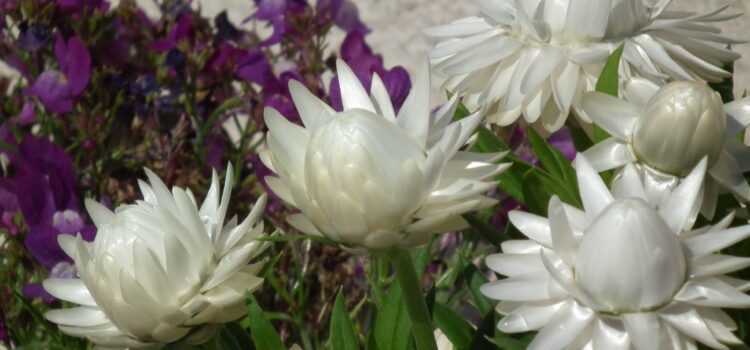 ヘリクリサム　花言葉