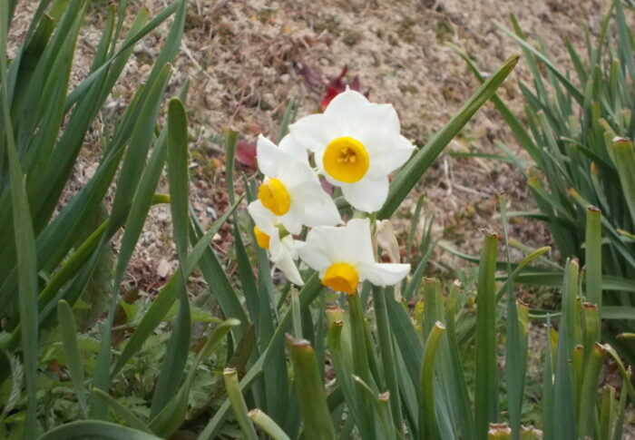 水仙 花言葉