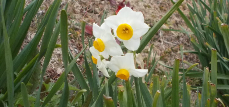 水仙 花言葉