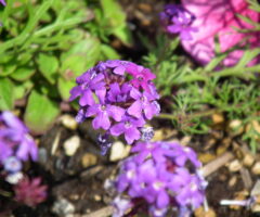バーベナの花言葉（紫）