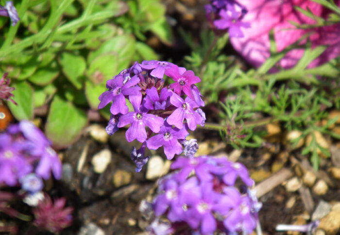 バーベナの花言葉（紫）