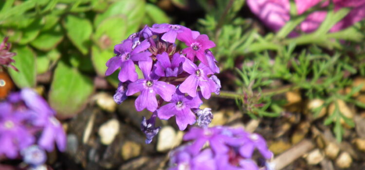 バーベナの花言葉（紫）