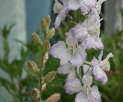 デルフィニウムの花言葉