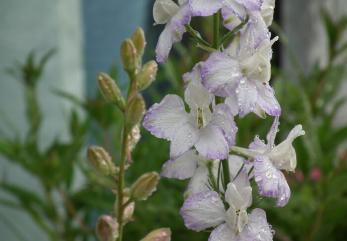 デルフィニウムの花言葉