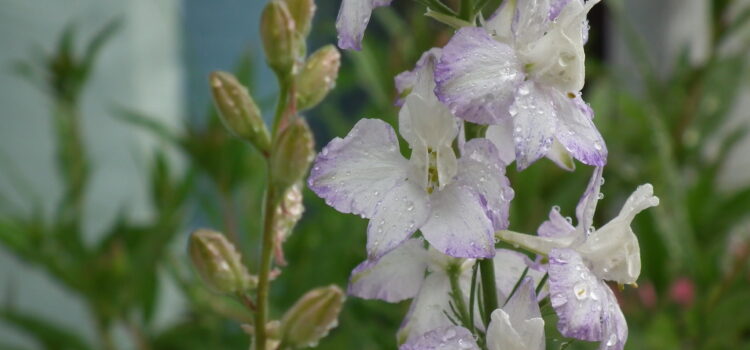 デルフィニウムの花言葉