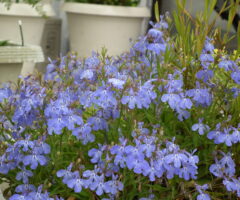 ロベリアの花言葉