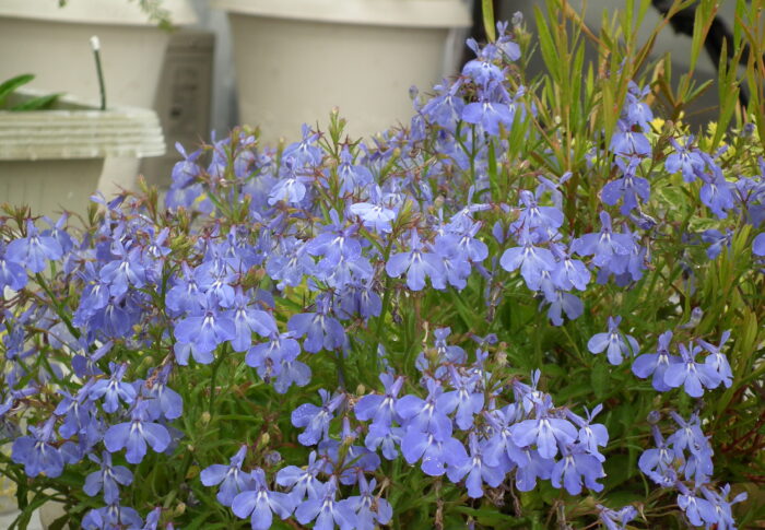 ロベリアの花言葉