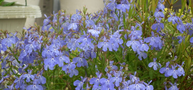 ロベリアの花言葉
