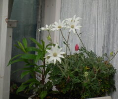 フランネルフラワーの花言葉