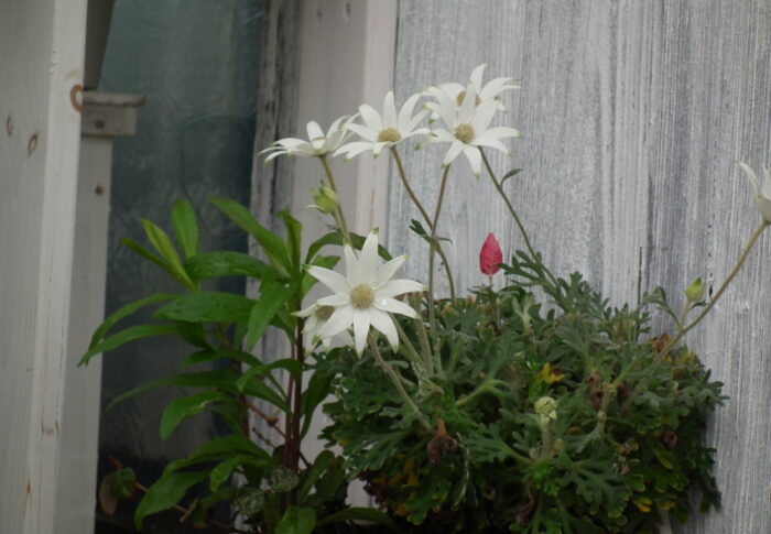フランネルフラワーの花言葉