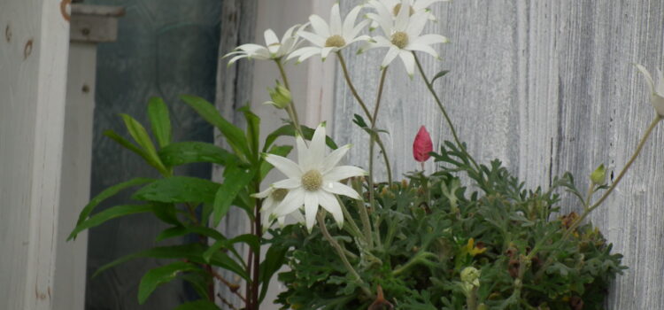 フランネルフラワーの花言葉