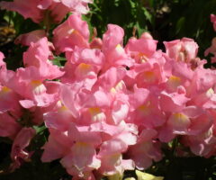 キンギョソウの花言葉